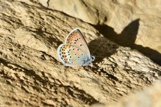 �das Mavisi, Esmerg�z&nbsp;(Plebejus&nbsp;idas)