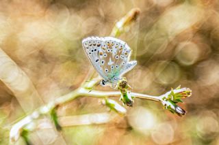 okgzl Yalanc illi Mavi (Polyommatus corydonius)