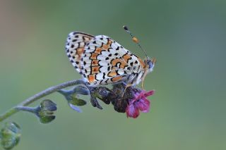 �parhan&nbsp;(Melitaea&nbsp;cinxia)