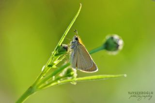 Sar Antenli Zpzp (Thymelicus sylvestris)