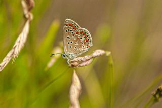 okgzl Mavi (Polyommatus icarus)