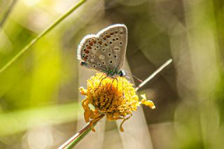 okgzl Mavi (Polyommatus icarus)