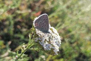 Anadolu Esmerg�z�&nbsp;(Plebejus&nbsp;modicus)