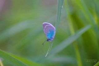okgzl Rus Mavisi (Polyommatus coelestina)
