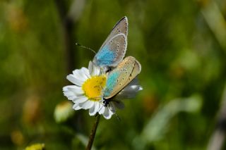 okgzl Dafnis (Polyommatus daphnis)