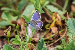 Gm Lekeli Esmergz (Plebejus argus)