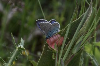 Karag�z Mavisi&nbsp;(Glaucopsyche&nbsp;alexis)