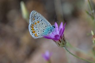 okgzl Mavi (Polyommatus icarus)