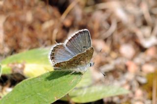 okgzl Balkan Mavisi (Aricia anteros )