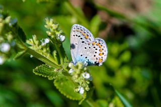 Anadolu Esmergz (Plebejus modicus)