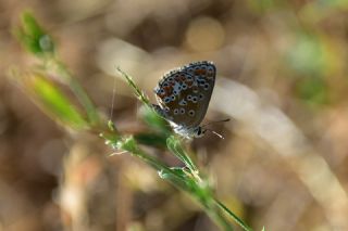 �okg�zl� Esmer&nbsp;(Aricia&nbsp;agestis)