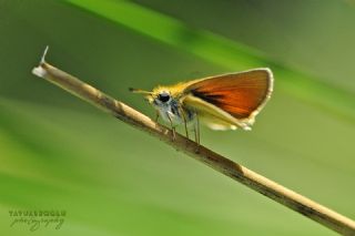 Siyah Antenli Zpzp (Thymelicus lineolus)