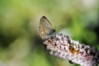 okgzl Mavi (Polyommatus icarus)