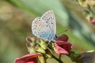 okgzl Mavi (Polyommatus icarus)