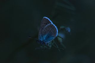 okgzl Rus Mavisi (Polyommatus coelestina)