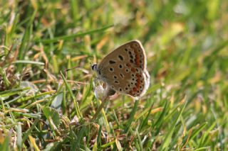�okg�zl� Mavi&nbsp;(Polyommatus&nbsp;icarus)