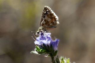 Beparmakotu Zpzp (Pyrgus carlinae)