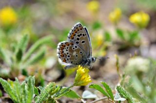 okgzl Balkan Mavisi (Aricia anteros )