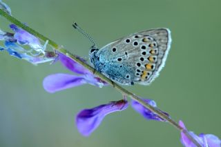okgzl Amanda (Polyommatus amandus)