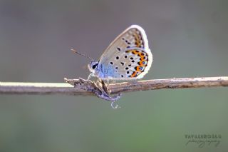 Gm Lekeli Esmergz (Plebejus argus)