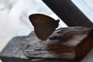�ay�r Esmeri&nbsp;(Maniola&nbsp;jurtina)