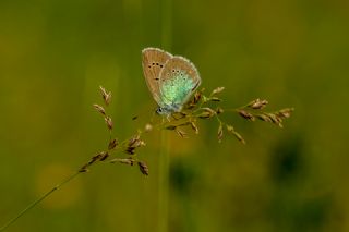 okgzl Rus Mavisi (Polyommatus coelestina)