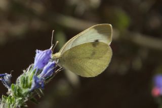 Kk Beyazmelek (Pieris rapae)