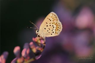 Gm Lekeli Esmergz (Plebejus argus)