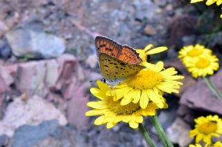 B�y�k Mor Bak�r G�zeli&nbsp;(Lycaena&nbsp;alciphron)