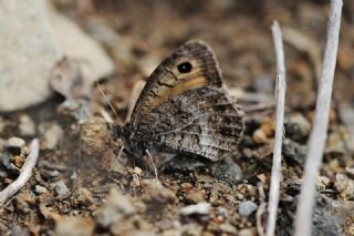 Seyit (Arethusana arethusa)