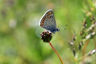 okgzl Esmer (Aricia agestis)