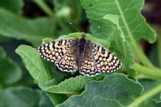 parhan (Melitaea cinxia)