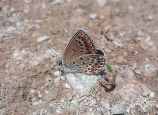 Do�ulu Esmerg�z&nbsp;(Plebejus&nbsp;carmon)