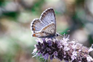 okgzl Balkan Mavisi (Aricia anteros )