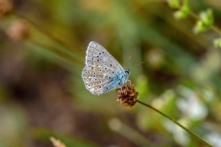 okgzl Gk Mavisi (Polyommatus bellargus)
