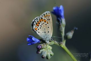 Anadolu Esmergz (Plebejus modicus)