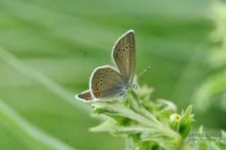 okgzl Gzel Mavi (Polyommatus bellis)