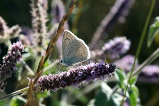 okgzl Dafnis (Polyommatus daphnis)