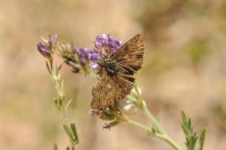 Pasl Zpzp (Erynnis tages)