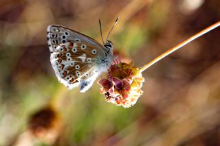 okgzl Yalanc illi Mavi (Polyommatus corydonius)