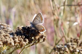 okgzl Mavi (Polyommatus icarus)