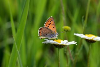 Kk Ate Gzeli (Lycaena thersamon)