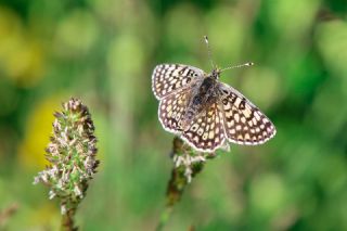 parhan (Melitaea cinxia)