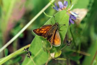 Orman Zpzp (Ochlodes sylvanus)