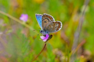 okgzl Balkan Mavisi (Aricia anteros )