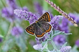 sli Bakr Gzeli (Lycaena tityrus)