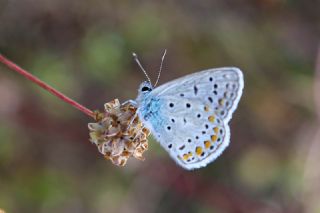 okgzl Mavi (Polyommatus icarus)