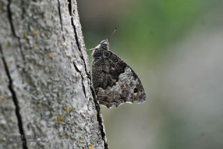 Byk Karamelek (Hipparchia syriaca)