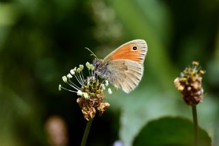 Kk Zpzp Perisi (Coenonympha pamphilus)