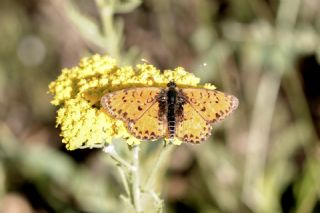 Benekli parhan (Melitaea didyma)